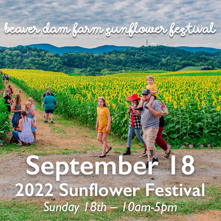 sunflower festival, va